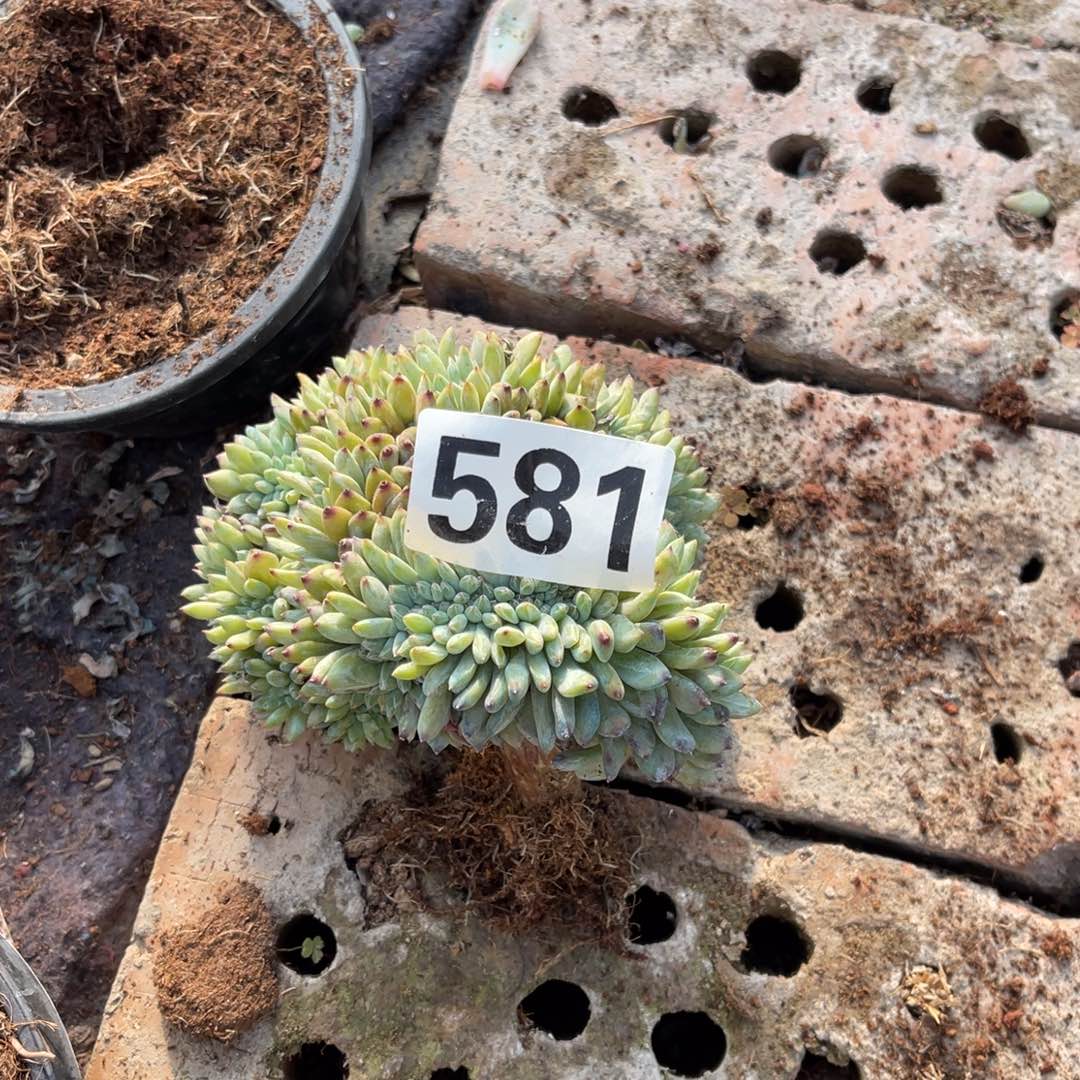 桐***@581号1599889999999