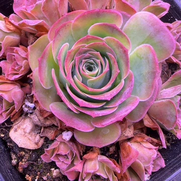 幻紫捧花8厘米1424245768683