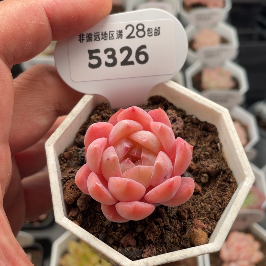 草莓果酱5326-4厘米