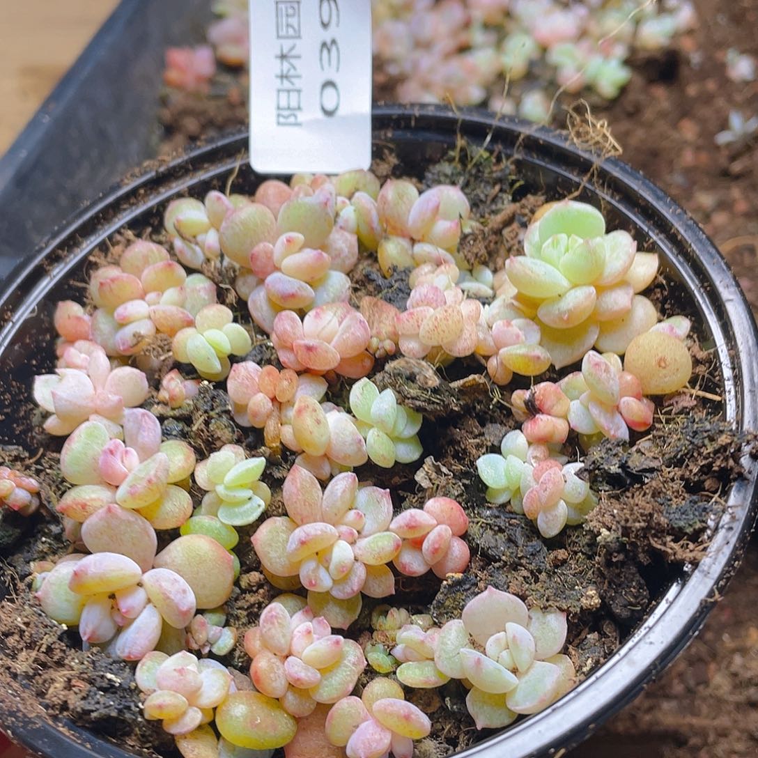多肉植物多肉植物396