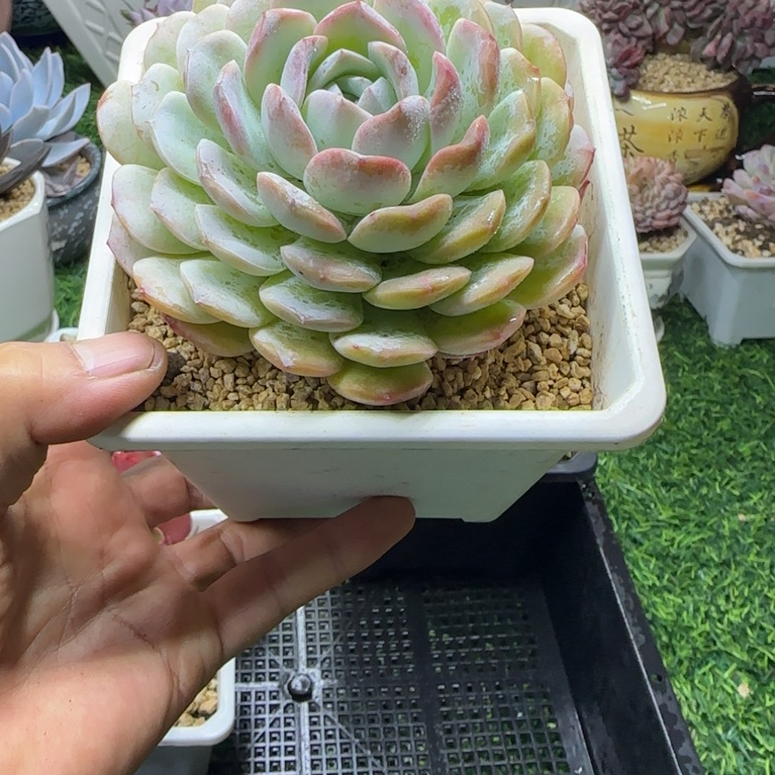 锦安多肉植物编号239