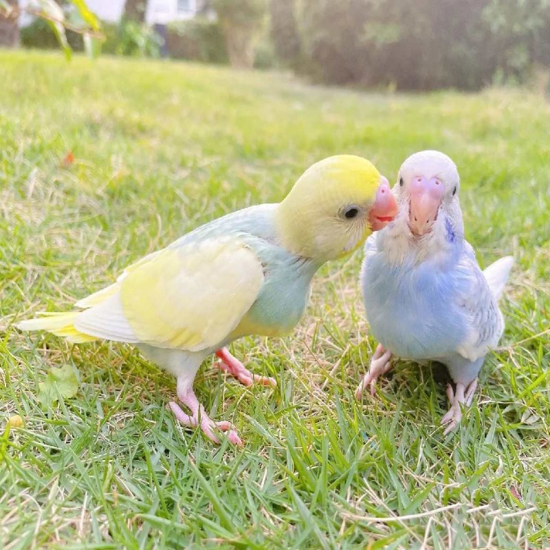 【可跳手】金彩/双金双显活体幼直播挑选现场训可教说话送训练手册