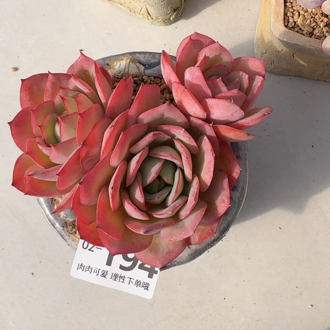 牡丹亭无盆土发货无