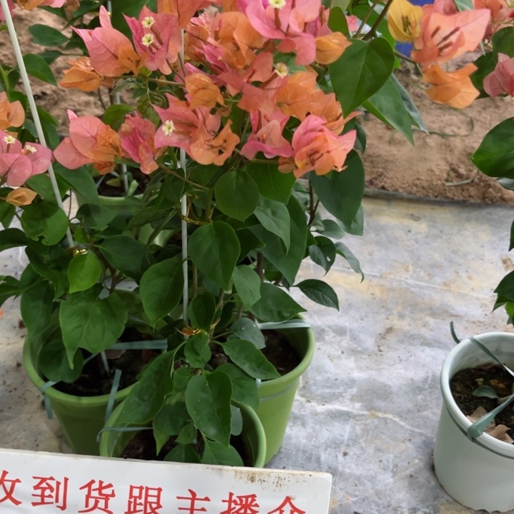 完全开放三角梅啊达纳