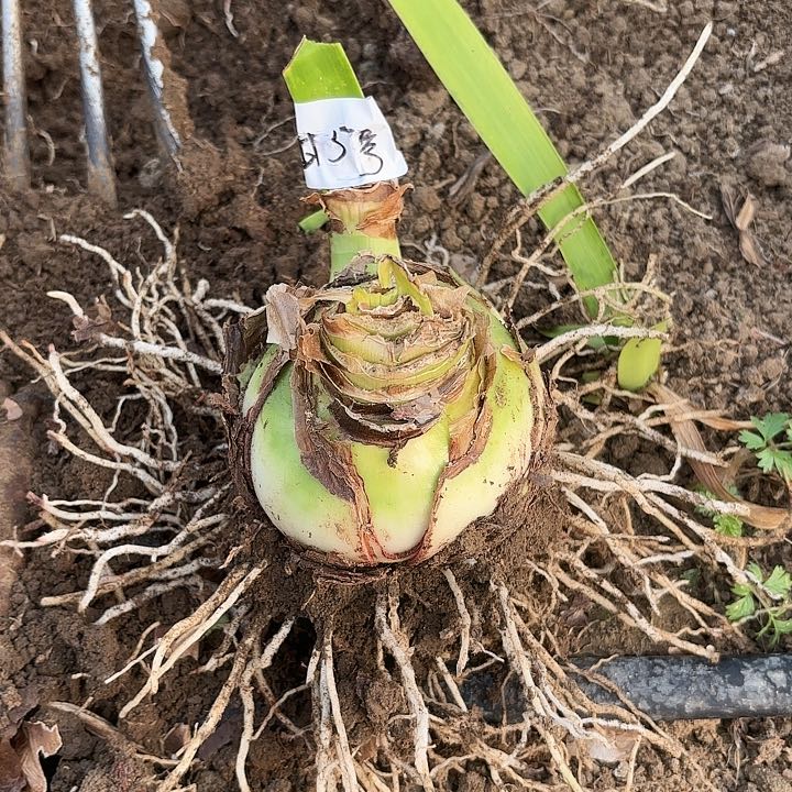 甜蜜9-10有花剑5号