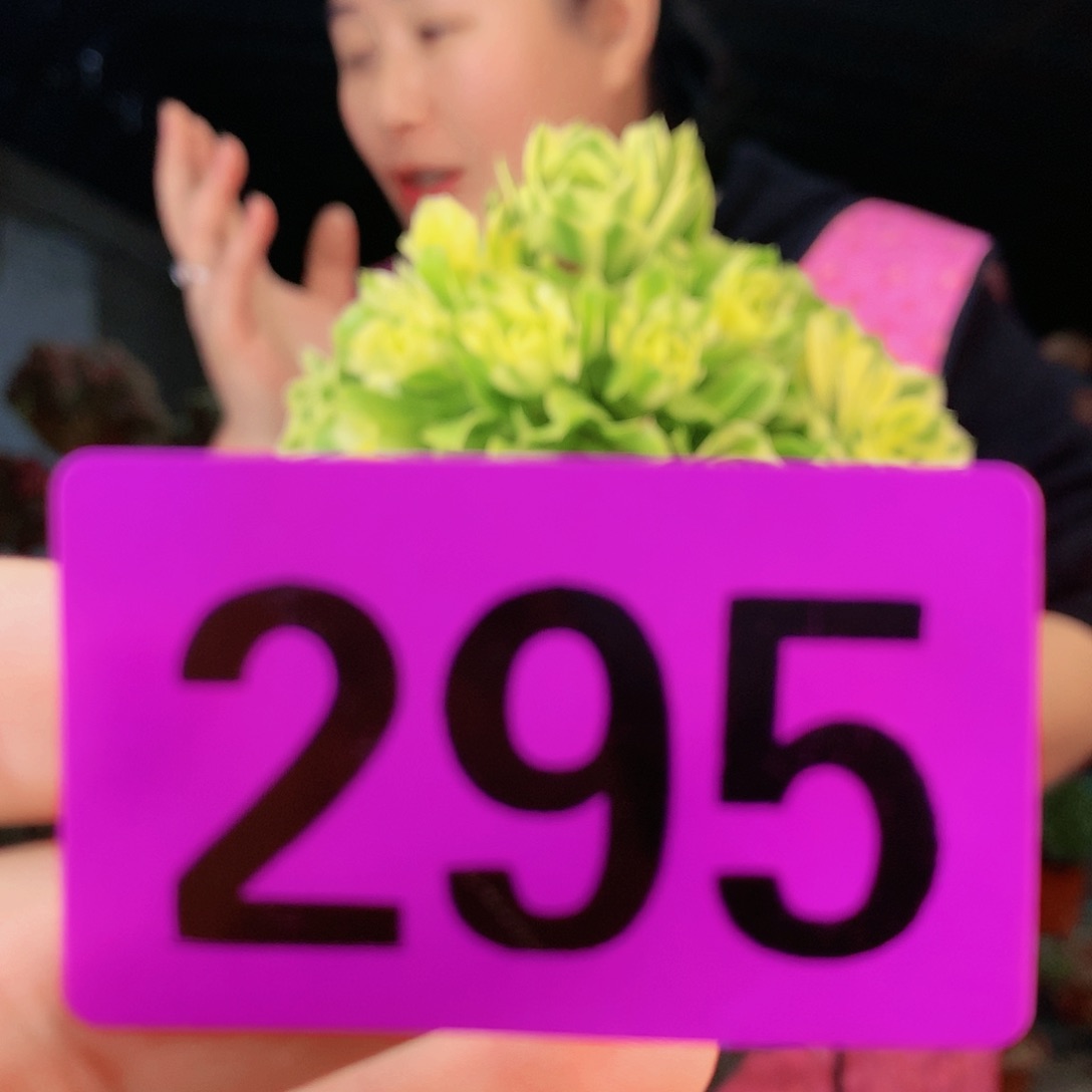 sssssssssssssss295