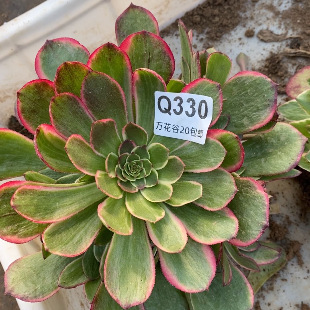 330粉花妖多肉植物