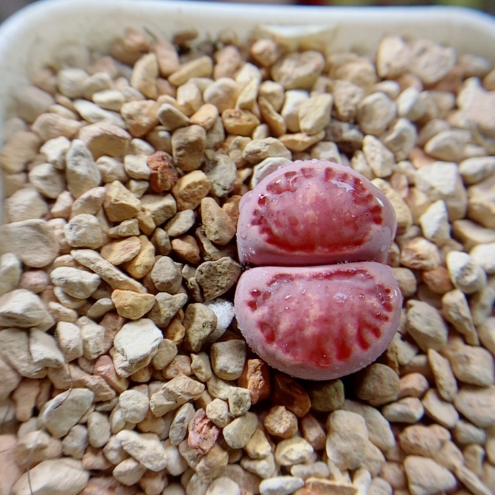 生石花花花花花花花103