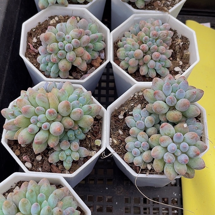 婴儿手指群带盆土发货