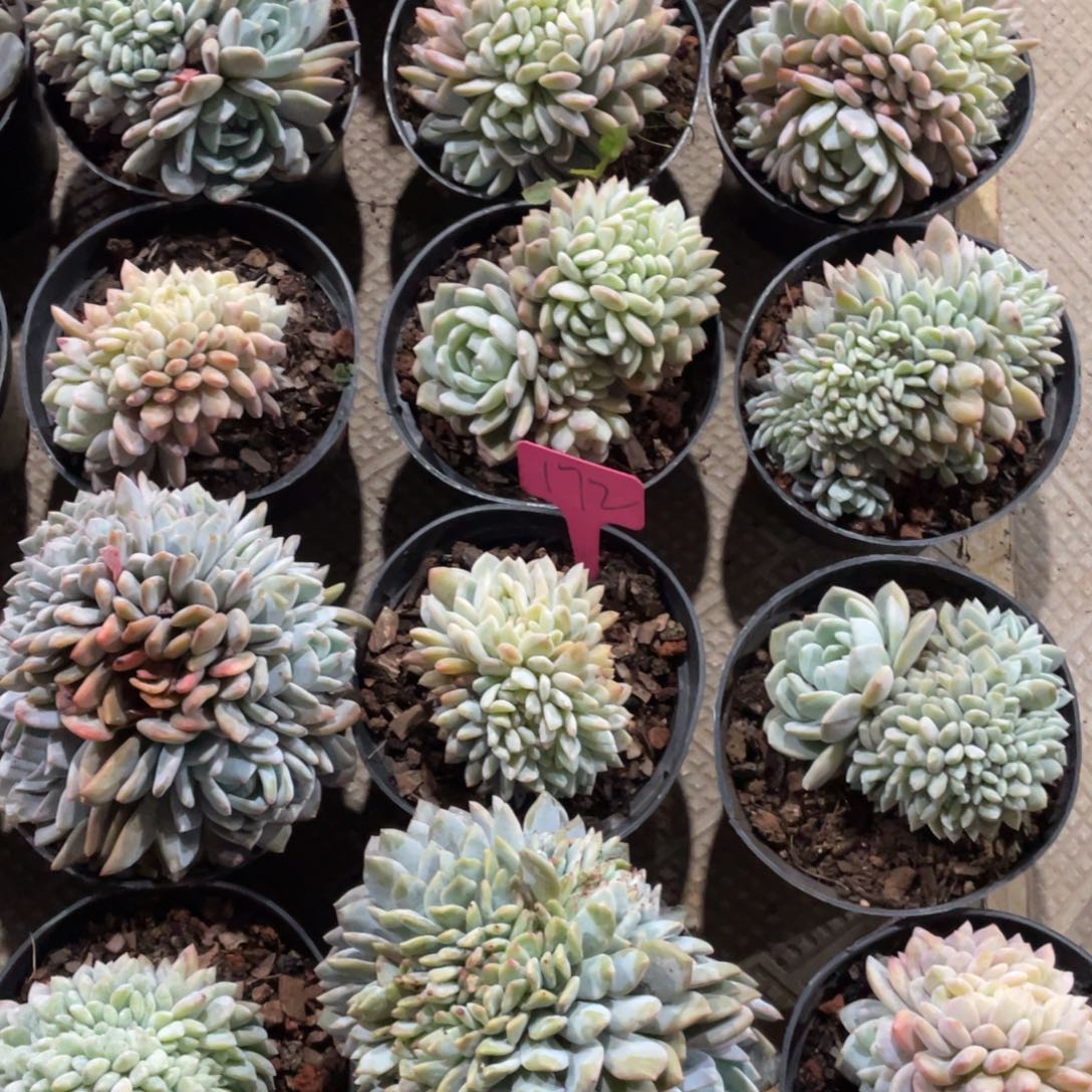 172号星影缀化21个