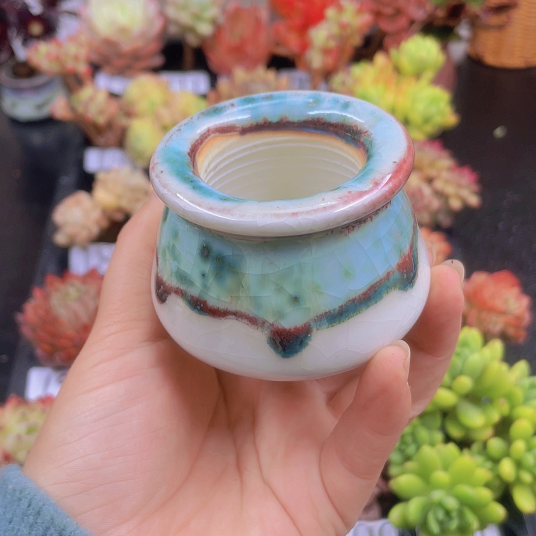 多肉@****?无土栽培多肉植物