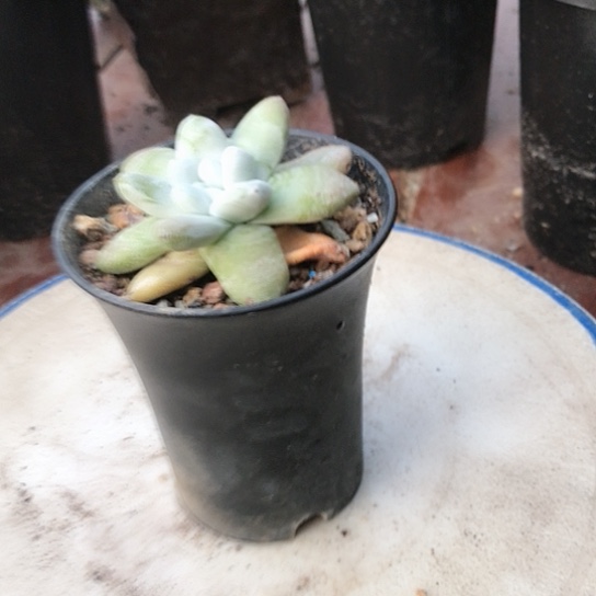 原产地拇指仙女棒杯