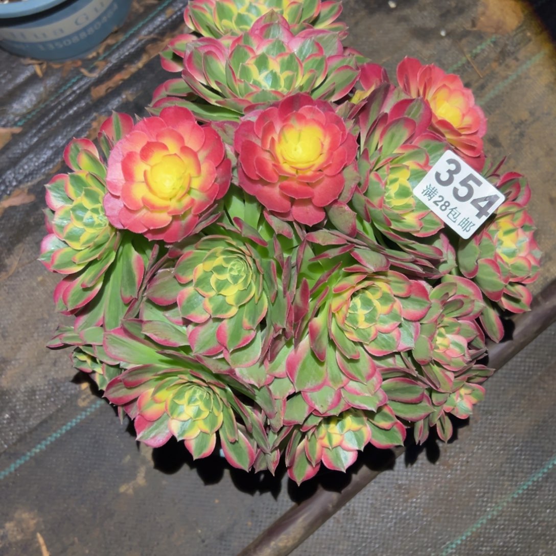 多肉植物354海仙的