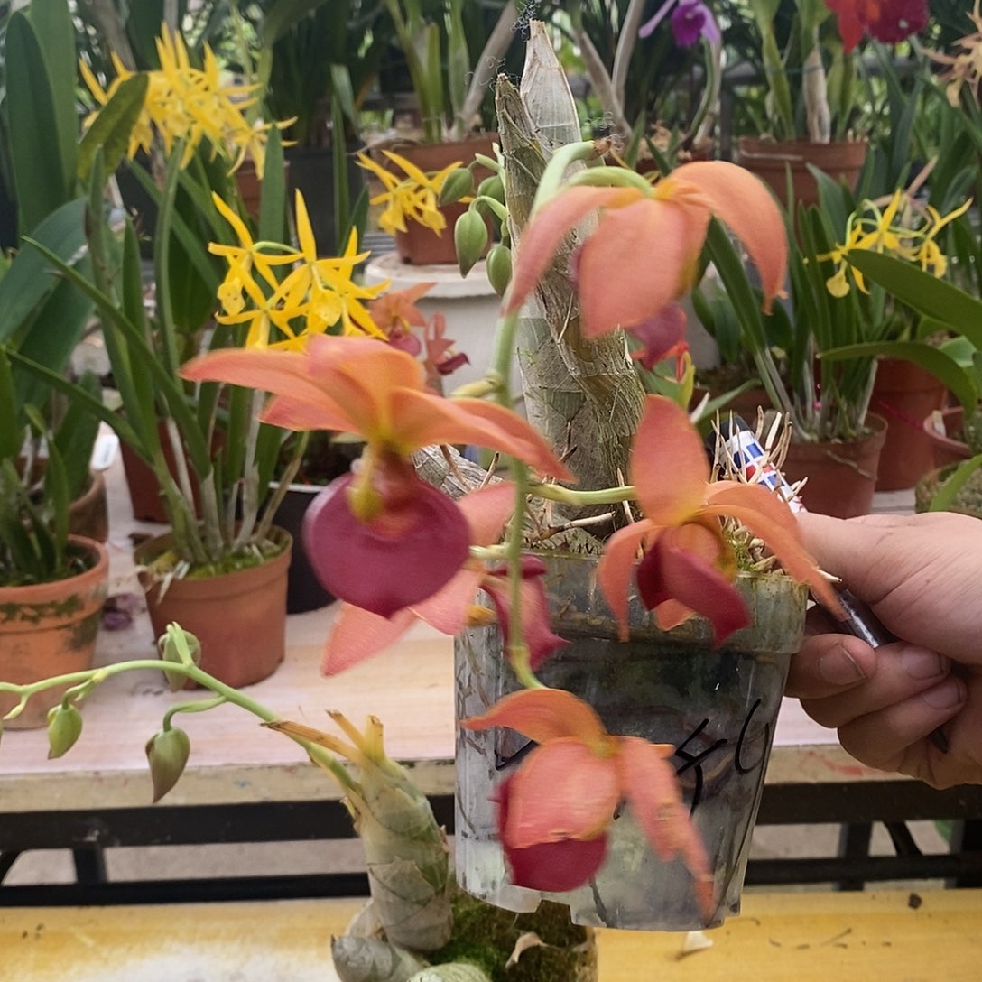 全部花苞可**冰橙天鹅