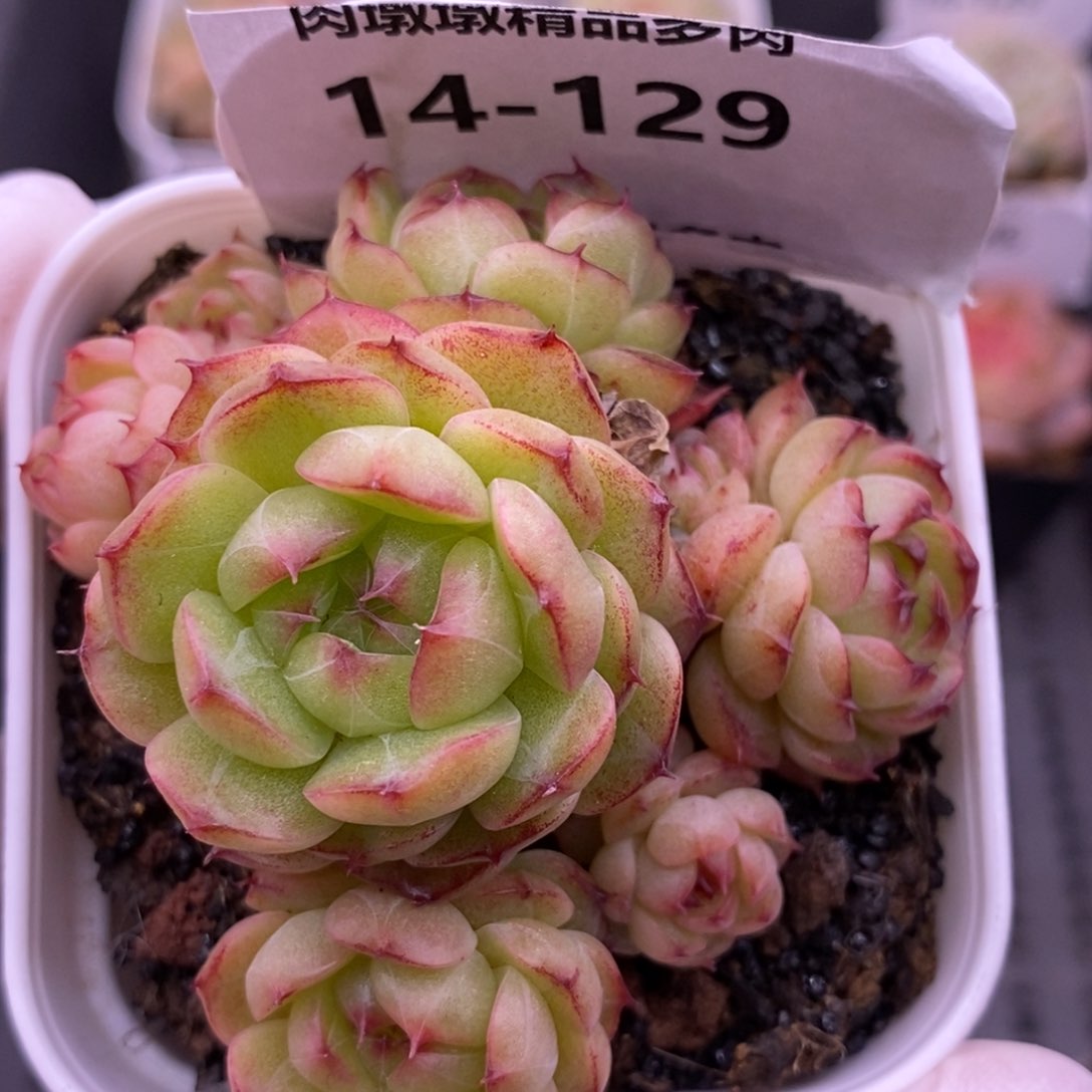 【闪购商品】14-129