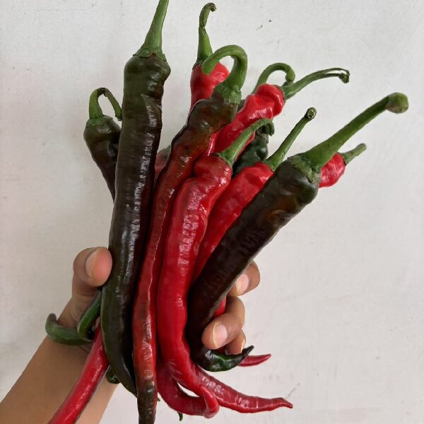 紫红辣椒特辣真的辣3斤5斤