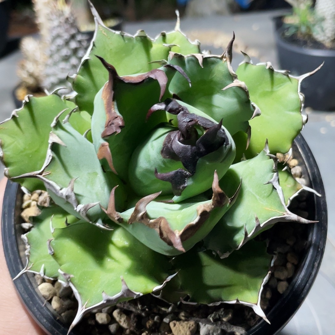 姬仁6666666666666666