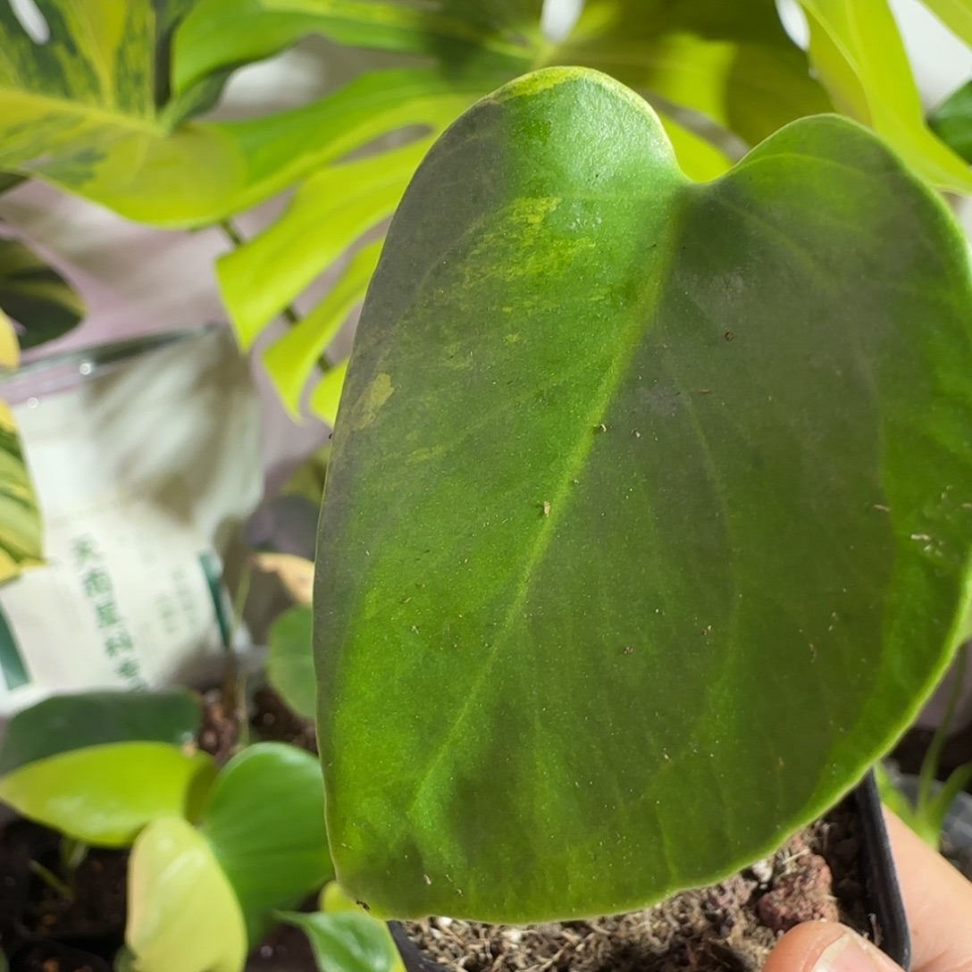 娟****完全开放龟背竹种子苗