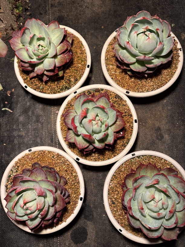 程成多肉植物惊鸿仙子十颗一组