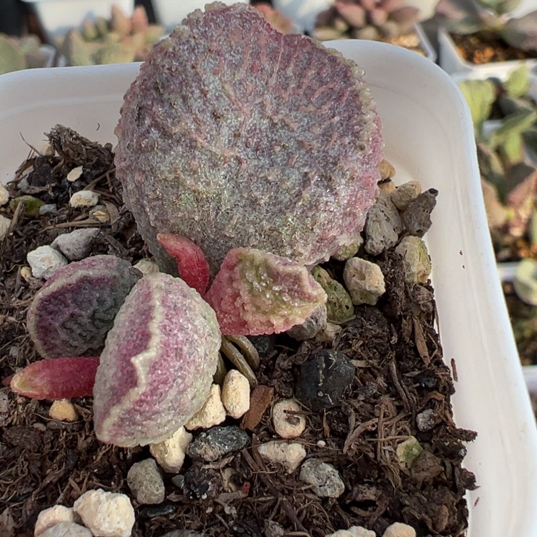 哈莫猪肝大苗多肉植物水泡