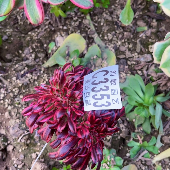 3353魔法锦多肉植物法缀化多肉