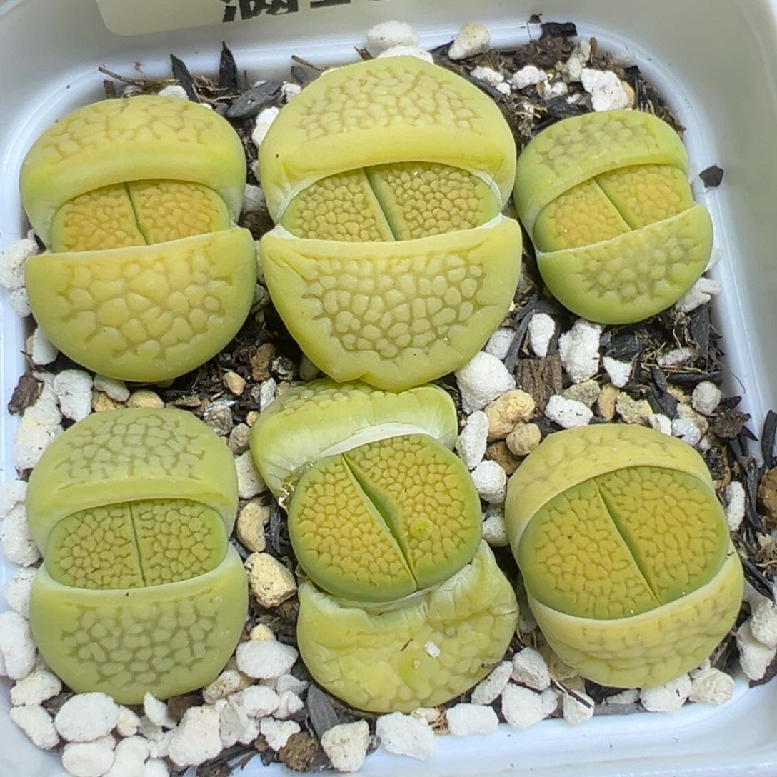 【闪购商品】 675。