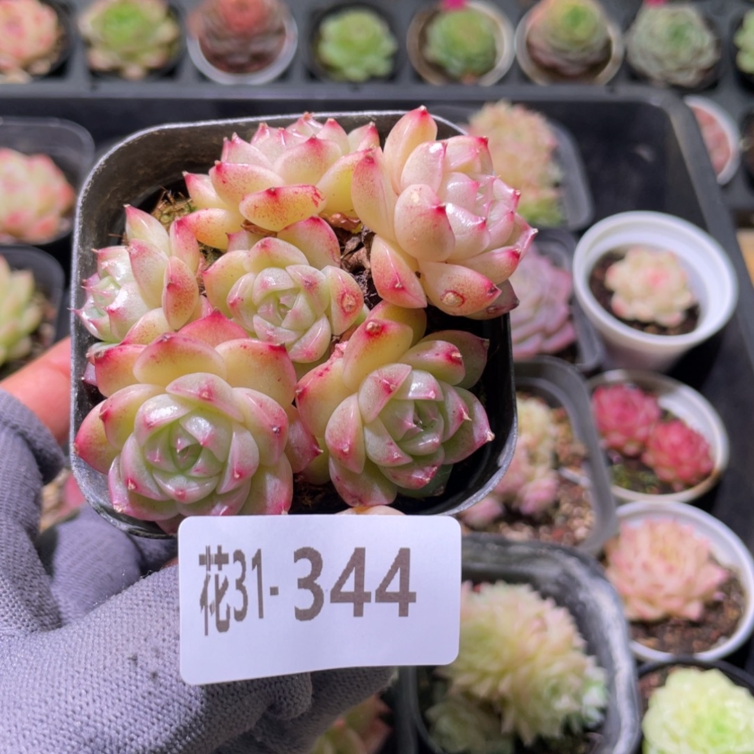 花利美31-344麦秆群