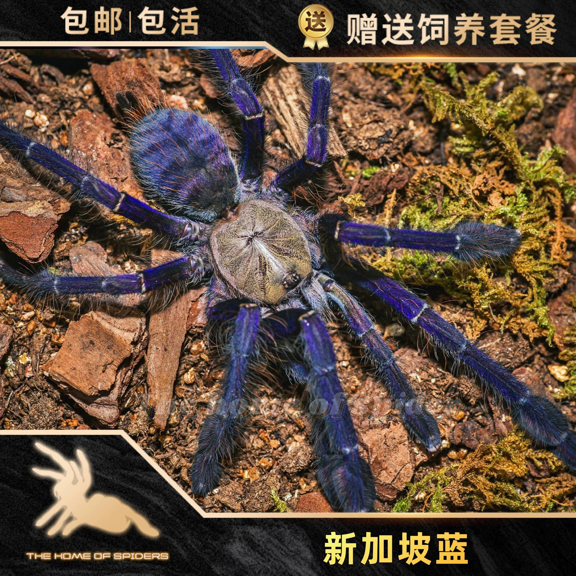 新加坡蓝蜘蛛3厘米宠物活体大型凶猛漂亮树栖品种成年可25厘米