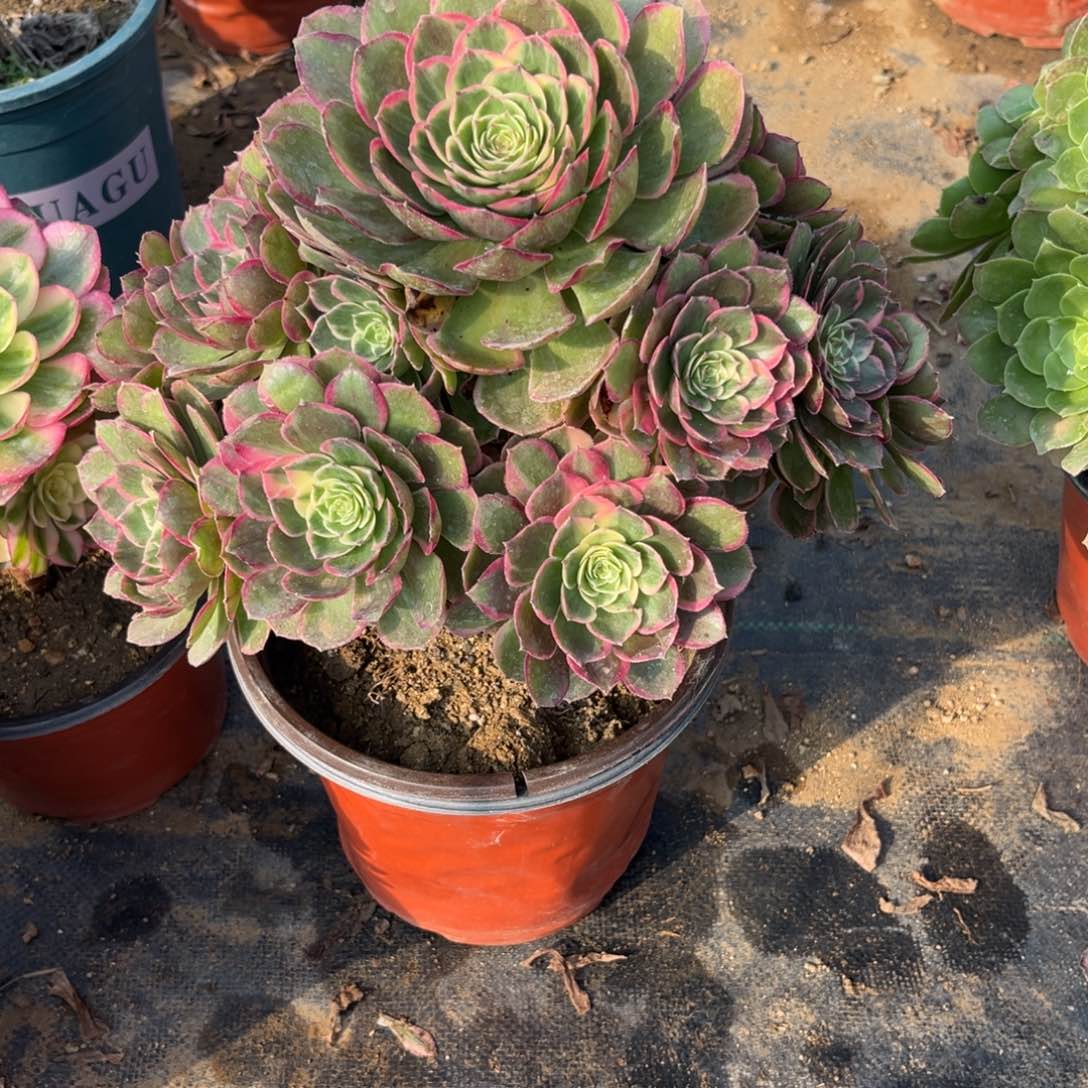 902粉花妖夜宴多肉植物