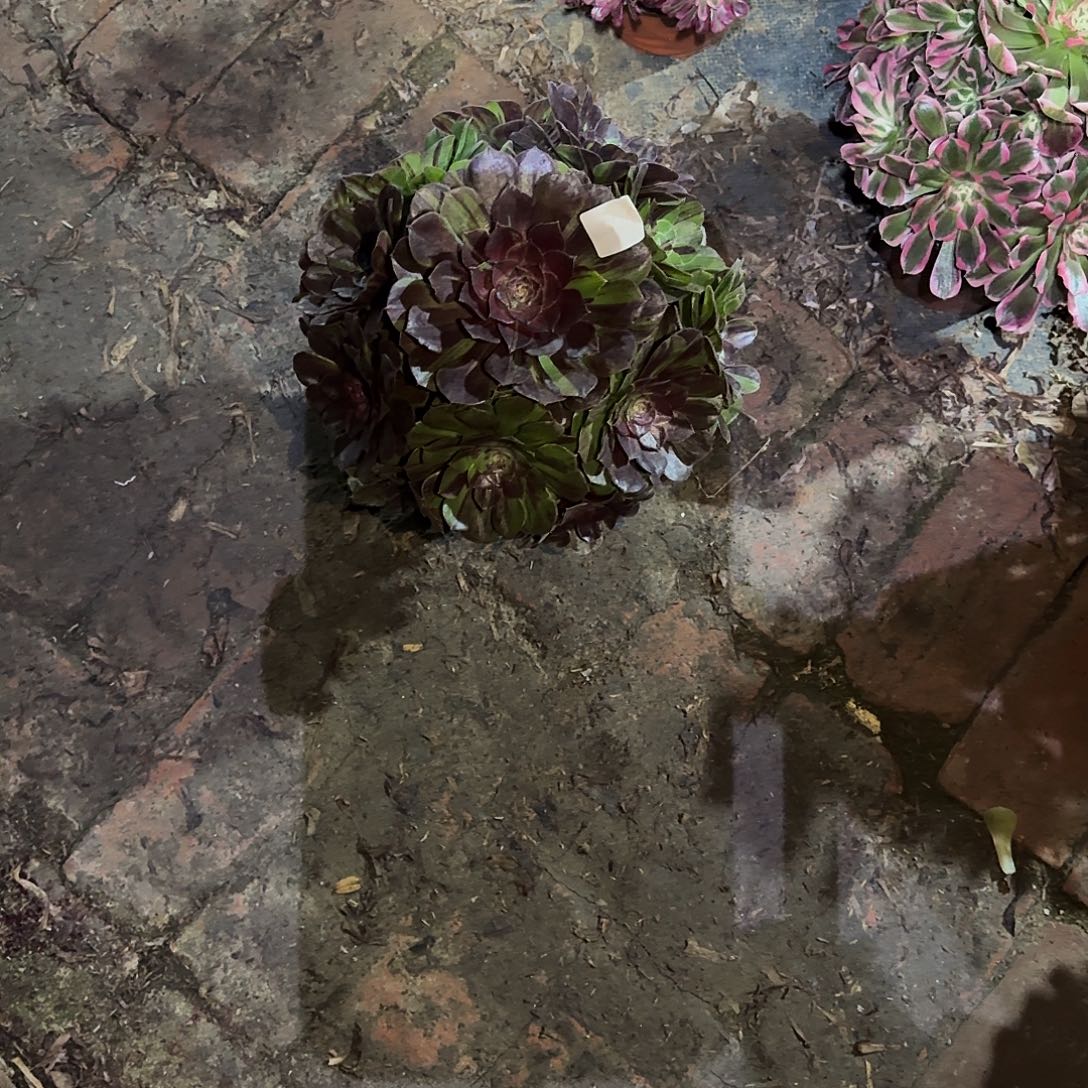 多肉植物花月夜594