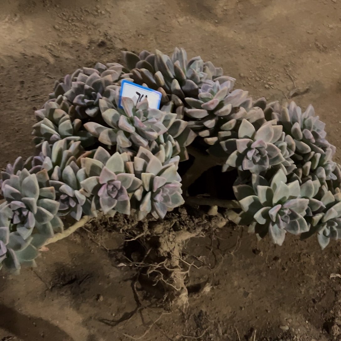 无***谓74号淡雪缀化一物一拍