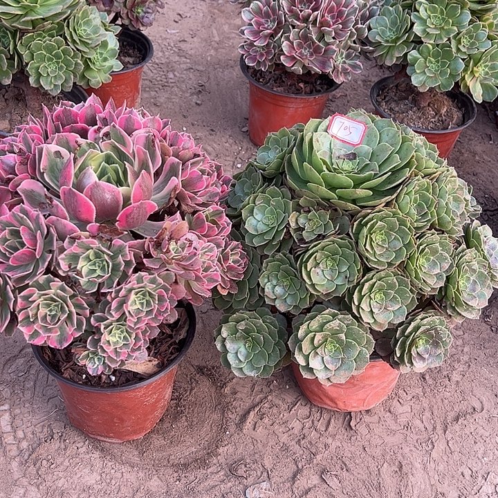 705多肉植物组合，