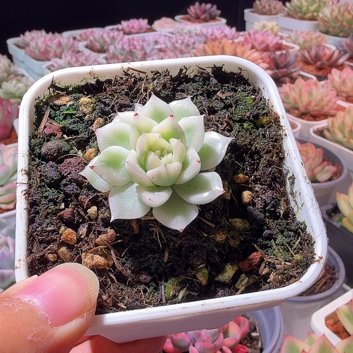 白麦秆锦多肉植物