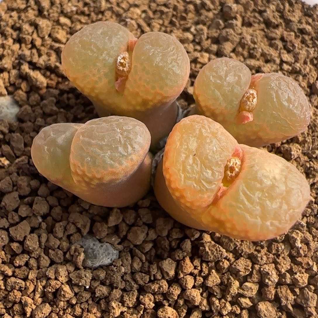 1.28多肉新年大福4头群红风154号