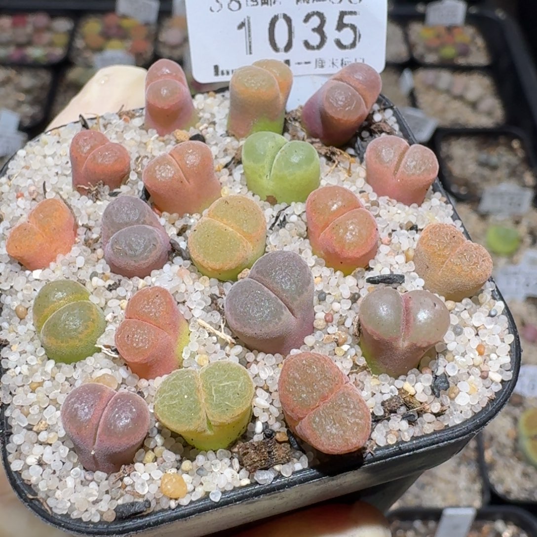 zzz美货便宜啦1035