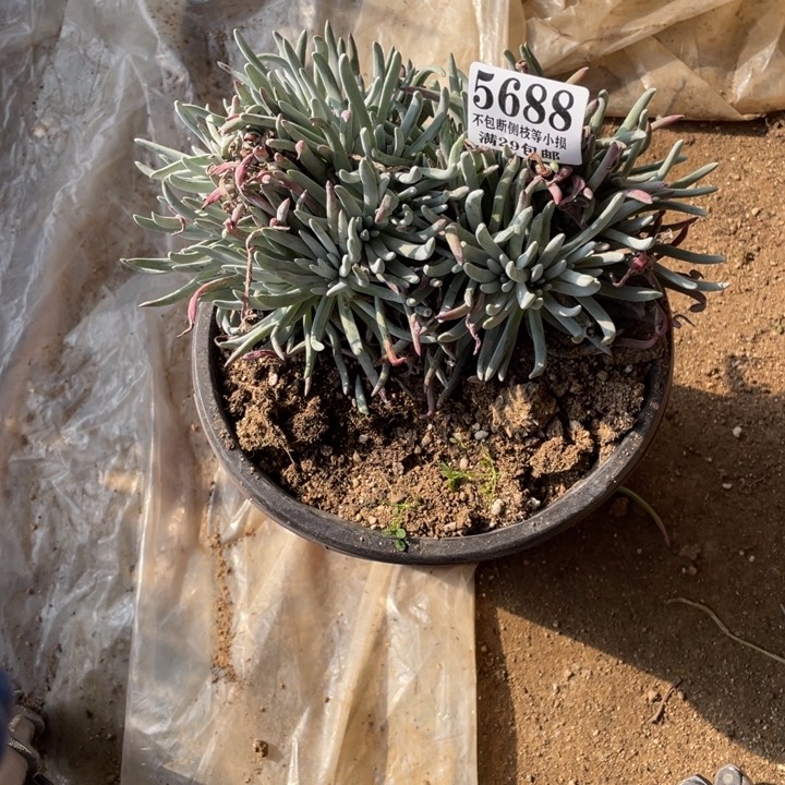 688号爱杜丽丝多肉植物