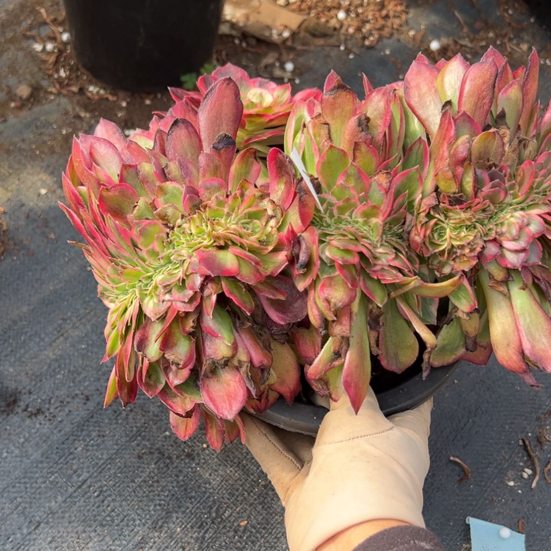 116照和缀多肉椅子