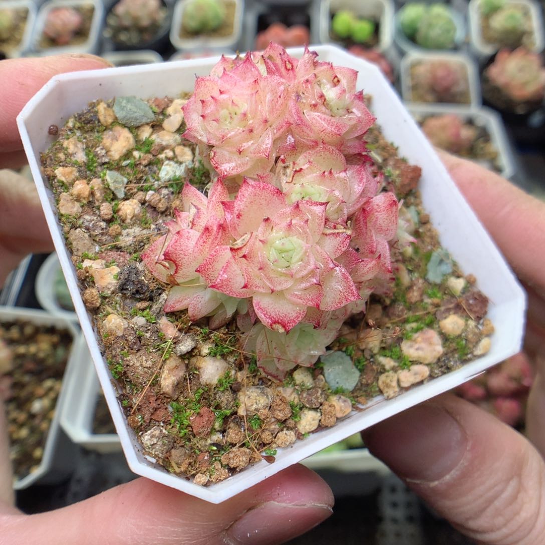 W10y y y y y y y y y y