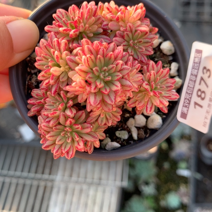 无花朵小人祭锦囊1873