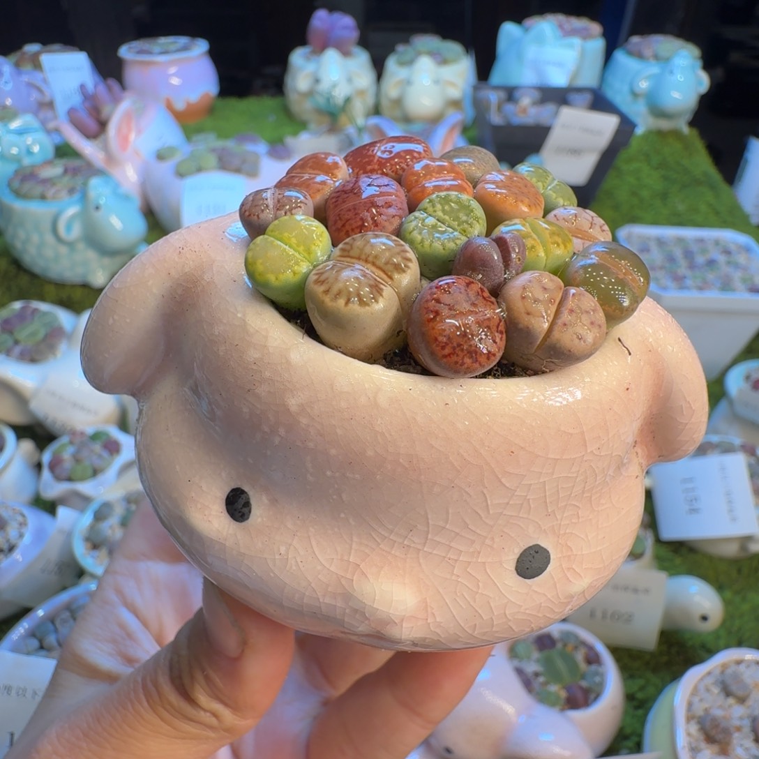 多肉植物福利冲1226