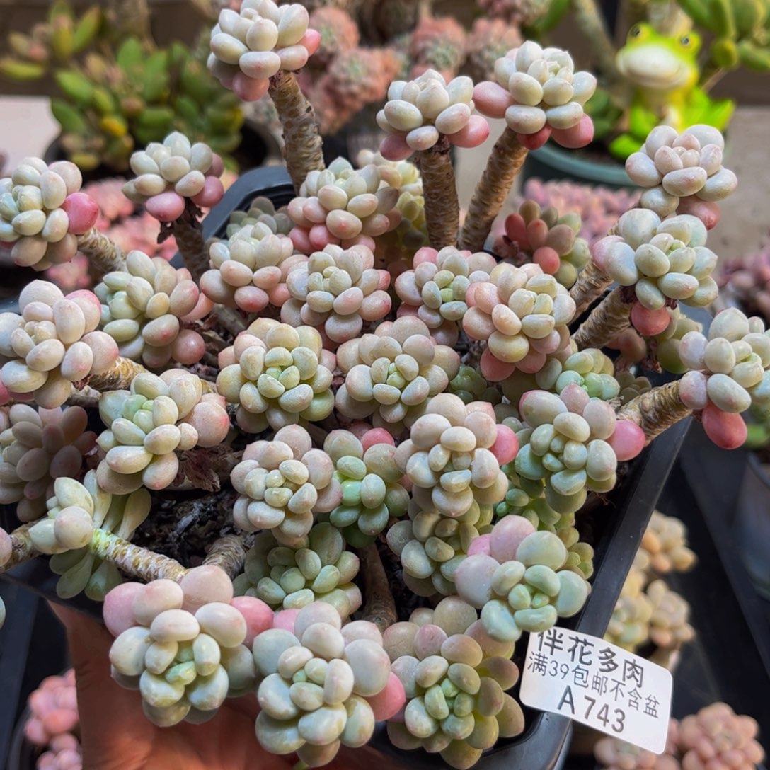 743鱼子酱18cm多肉植物