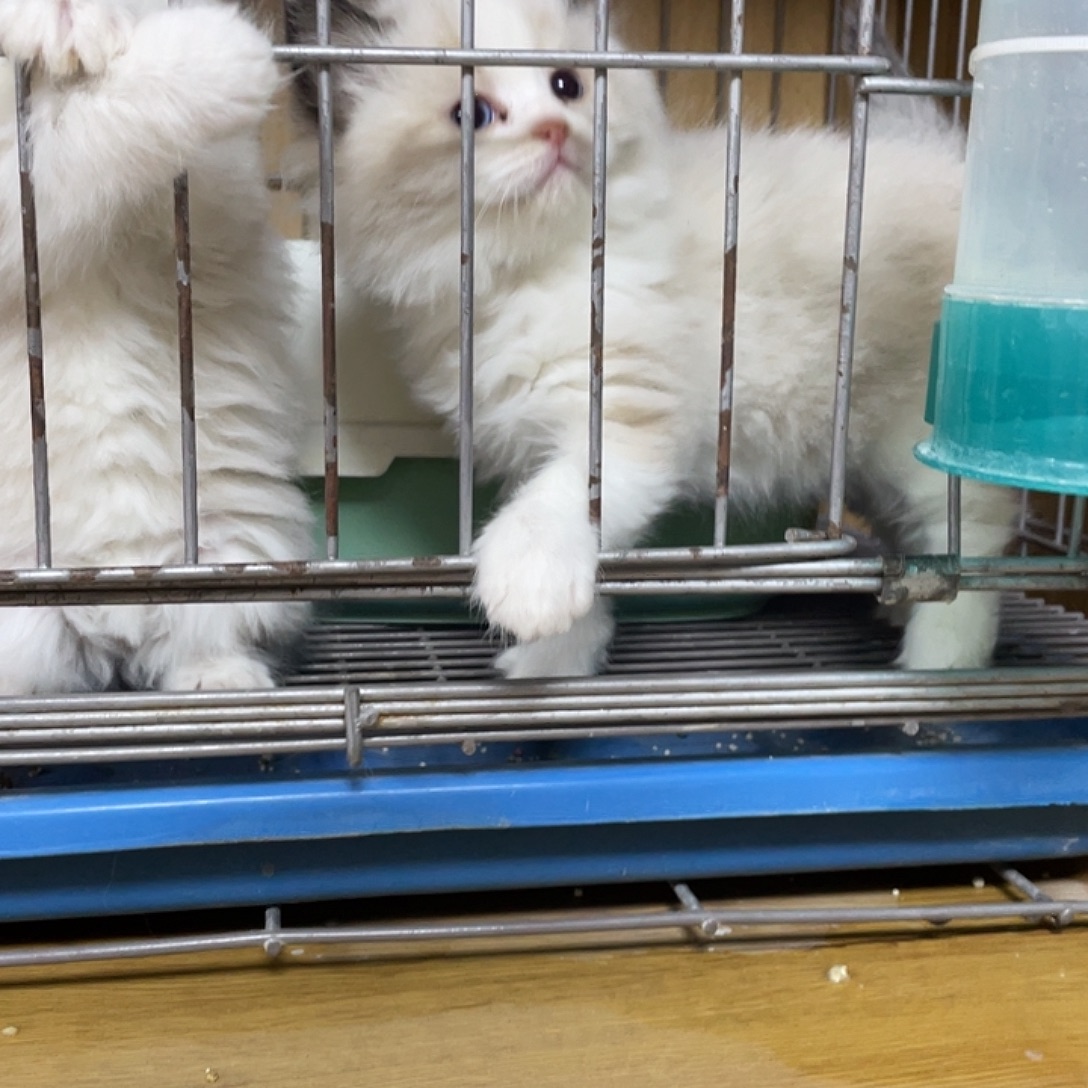 海双布偶弟弟一只