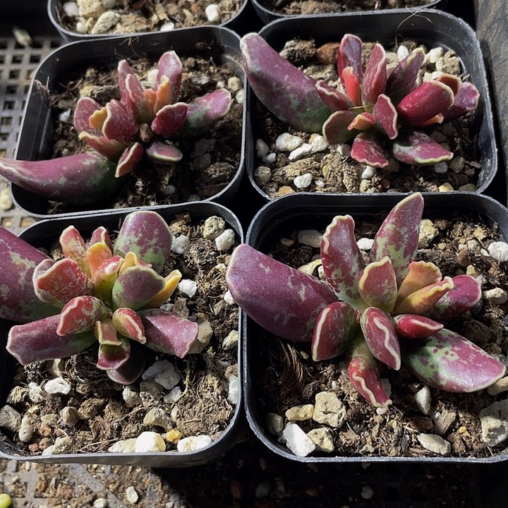 紫库博带盆土发货