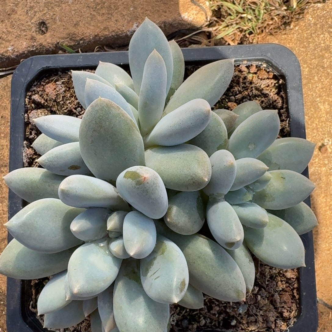 黄胖体，哥特，无砍