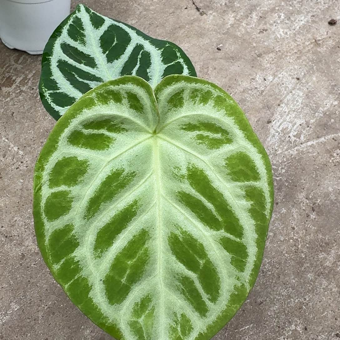 婉***～不开花植物一物一拍铜锣烧I
