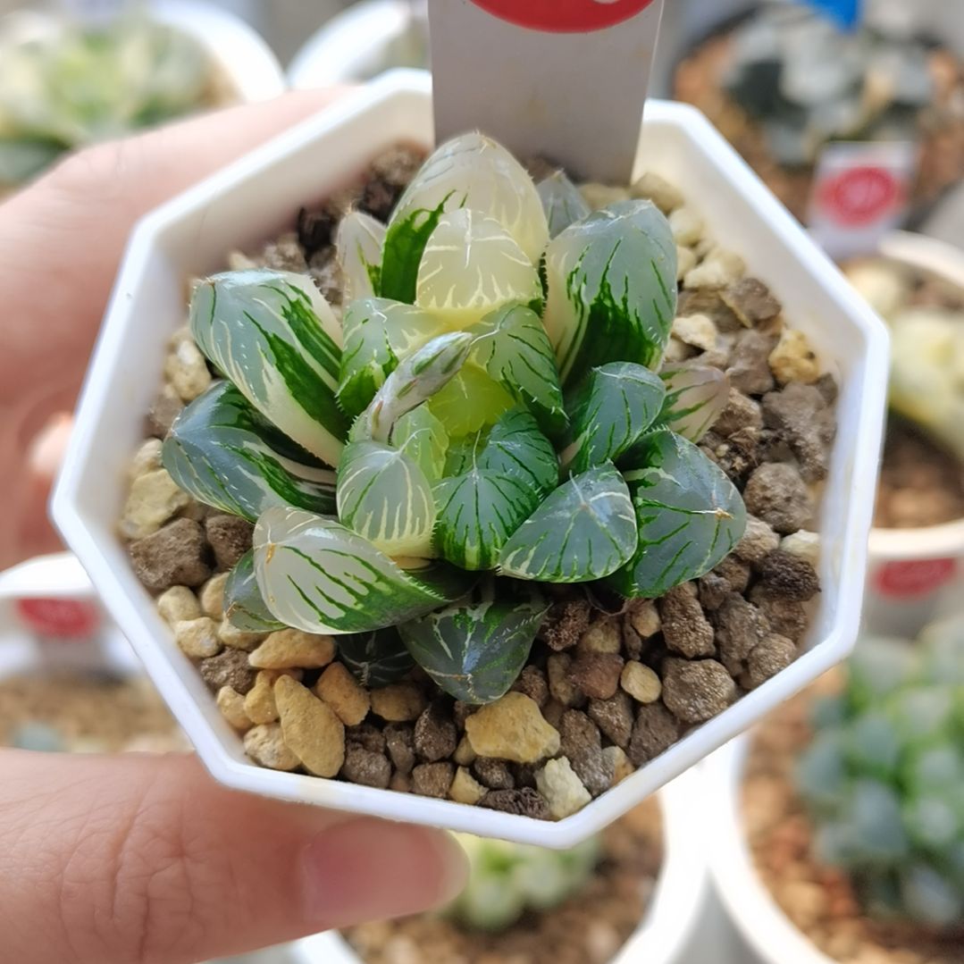 416号实生玉露锦一物一拍带盆土发货