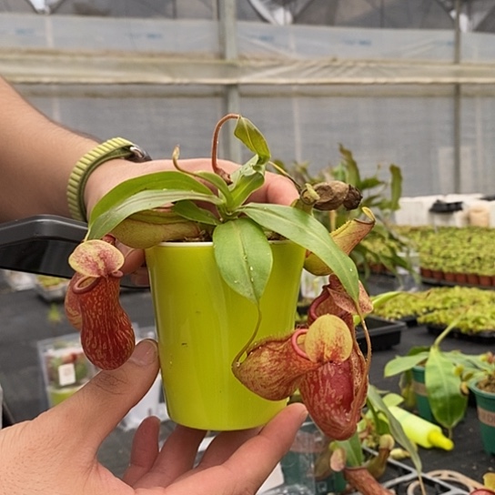 完全开放懒人盆盖亚