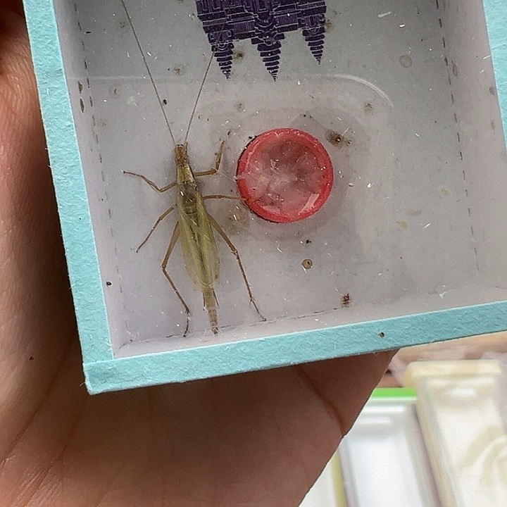 鸣虫虫具一个包邮