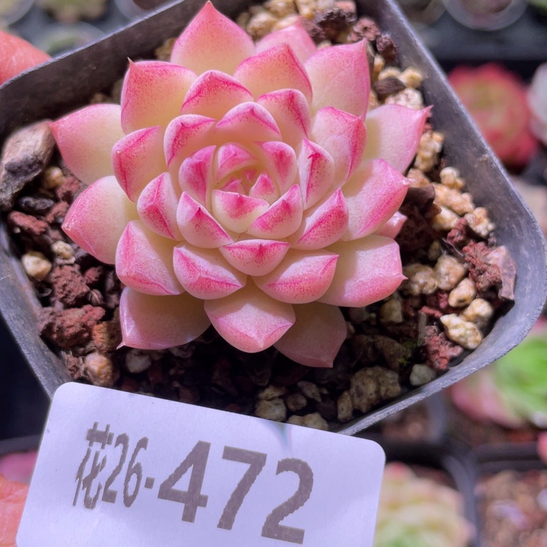 花利美26-472女王  