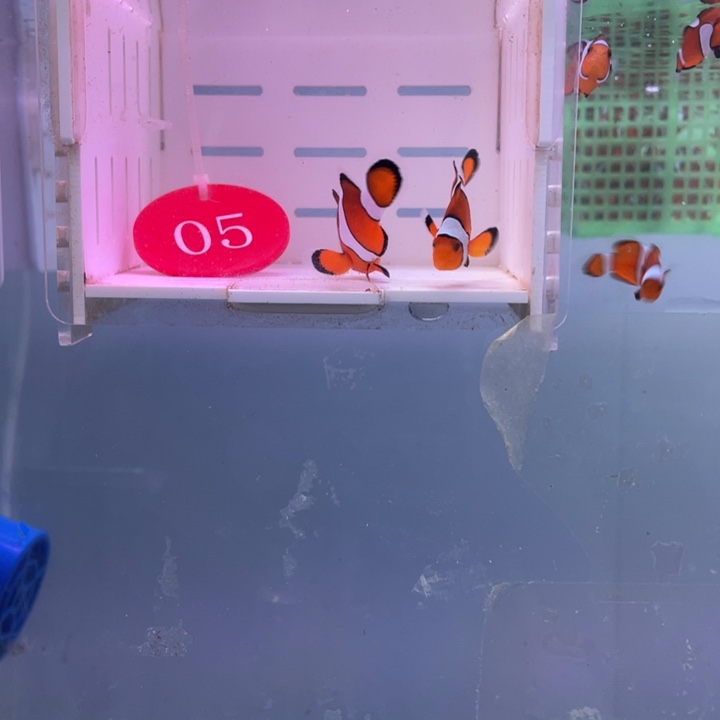 海水鱼精品黑边公子一对3.5-4.5